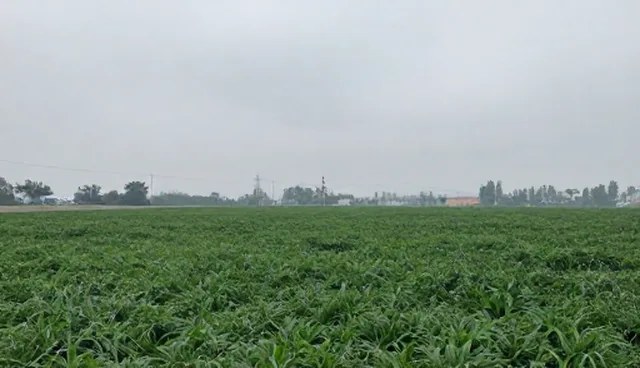 温度波动对农产品保鲜效果的影响原因分析